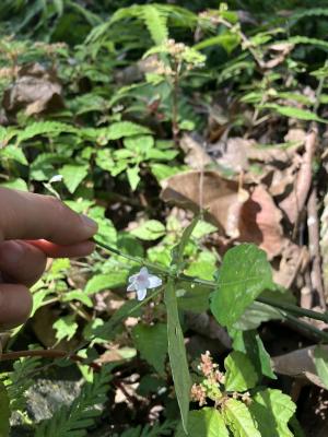 鐘花草 (鐘刺草)