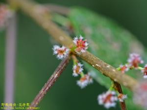 長梗紫麻