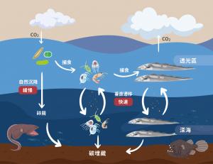 生物泵示意圖