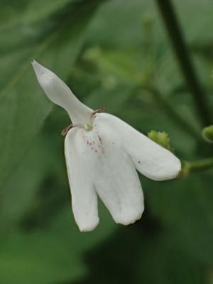 白鶴靈芝