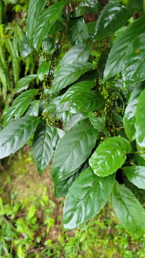 臺灣山桂花