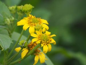 雙花蟛蜞菊