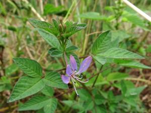 皺子白花菜