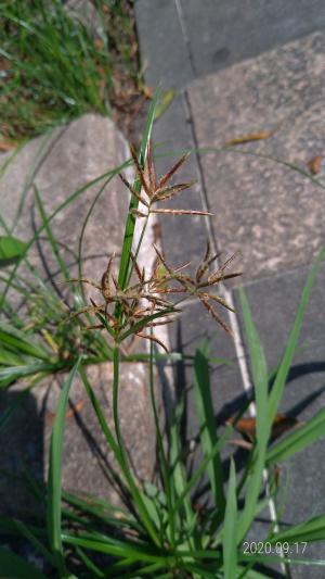 香附子 (香頭草)