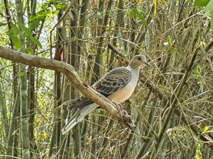 金背鳩