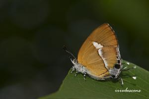 L31-2 小鑽灰蝶