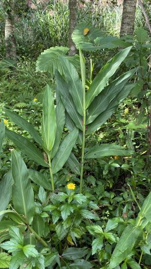 野薑花