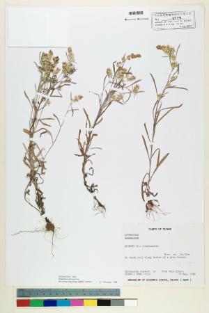 Gnaphalium calviceps Fernald_標本_BRCM 5593