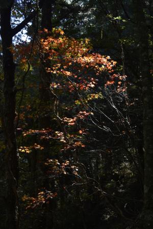 臺灣紅榨槭