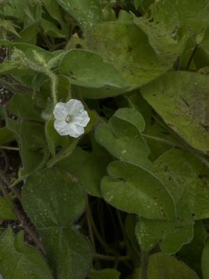 白花牽牛