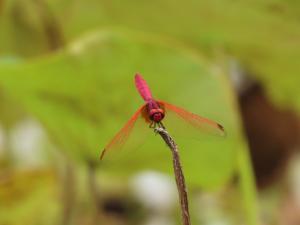 紫紅蜻蜓