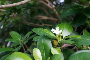 蘭嶼馬蹄花