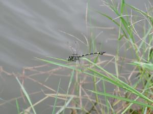 粗鉤春蜓