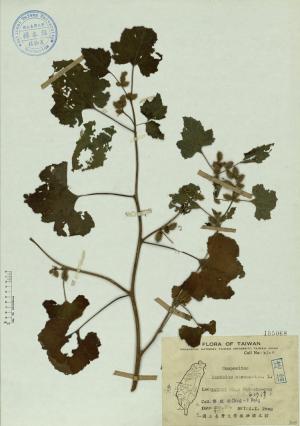 Xanthium strumarium L._標本_BRCM 4547