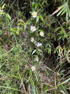 高山薔薇