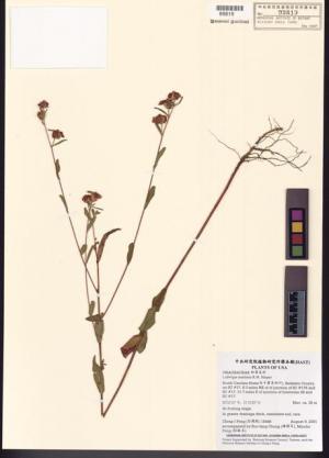 Ludwigia maritima R.M. Harper_標本_BRCM 7769