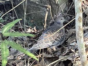 金背鳩(台灣亞種)