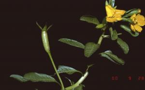 Ludwigia peploides ssp. stipulacea_BRCM 3678