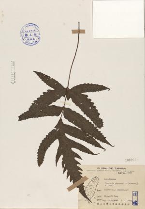 Tectaria phaeocaulis (Rosenst.) C. Chr._標本_BRCM 4079