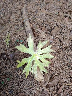 高山破傘菊