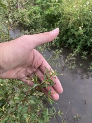 細葉水丁香 (草龍)