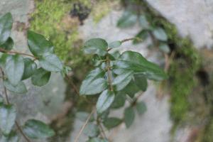 阿里山忍冬