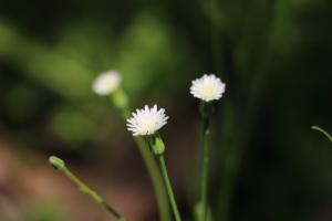 白花貓兒菊