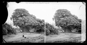 福爾摩沙（臺灣）影像：Banyan with exposed roots