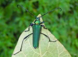 紫青銅天牛Schwarzerium semivelutinum (Schwarzer,1925)