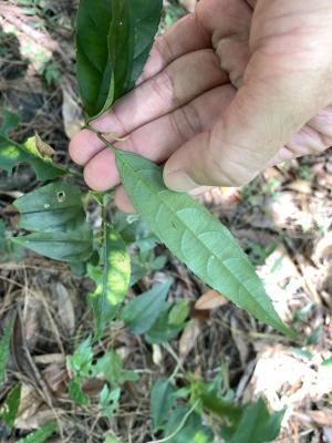 小花鼠刺