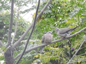 珠頸斑鳩