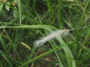 白茅 (茅針 茅根 茅草)