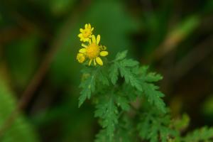 阿里山油菊