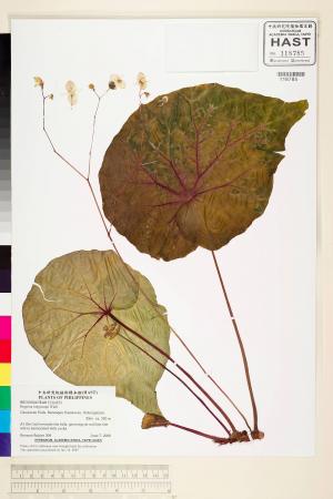 Begonia longiscapa標本_BRCM 2240