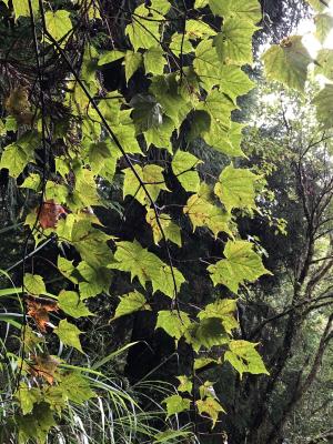 臺灣紅榨槭