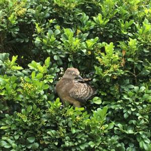 金背鳩(台灣亞種)