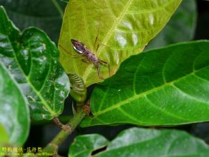 白斑素獵椿象 (六刺素獵椿象)