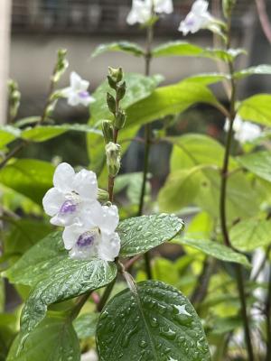 小花寬葉馬偕花