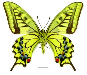 Papilio machaon schantungensis Eller, 1936 黃鳳蝶