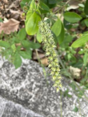 蒺藜草 (黐頭芒)