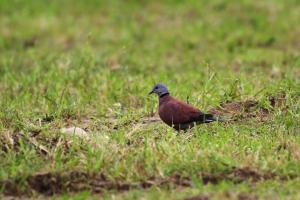 紅鳩