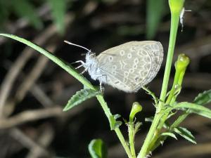 沖繩小灰蝶