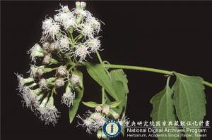 Chromolaena odorata (L.) R. M. King & H. Rob._BRCM 6134