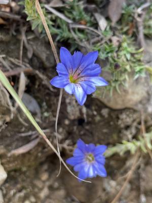 阿里山龍膽