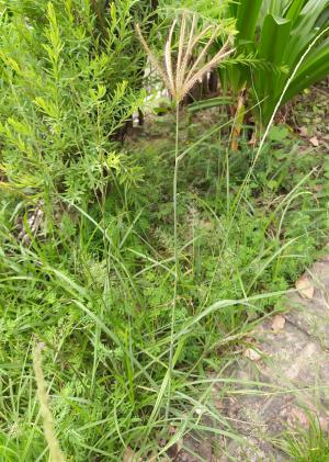 虎尾草、刺虎尾草、孟仁草