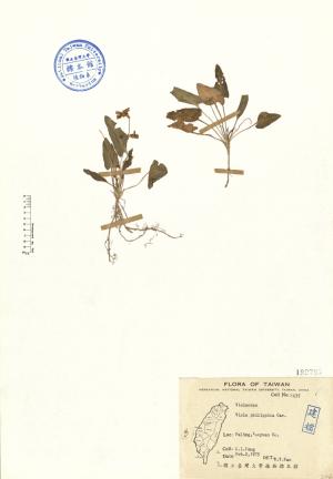 Viola philippica Cav._標本_BRCM 4627