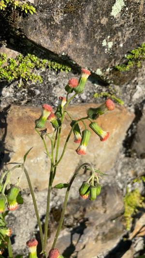 野茼蒿