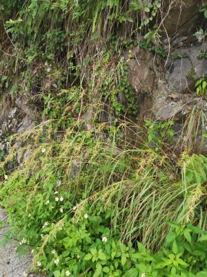 野香茅（海南植物志）