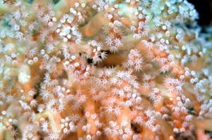 燦爛管柳珊瑚