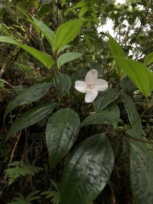 深山野牡丹